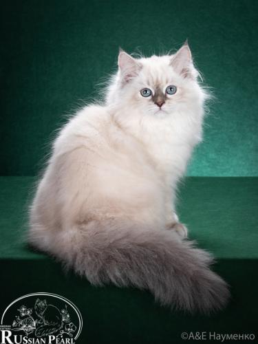 �������� Russian Pearl (����)