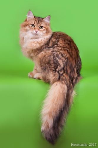 Ostap for Slavicat (����)