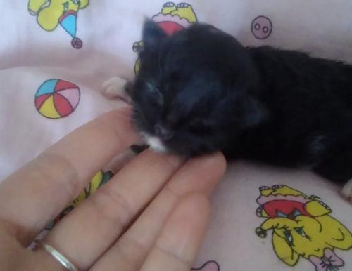 Vishenka Lotos Sib*RU (����)