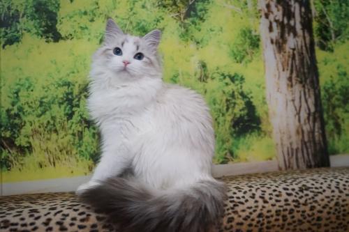 Dauriya Sineglaziy Angel (����)