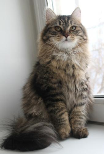 Tayozhny-kray Zarnitsa (����)