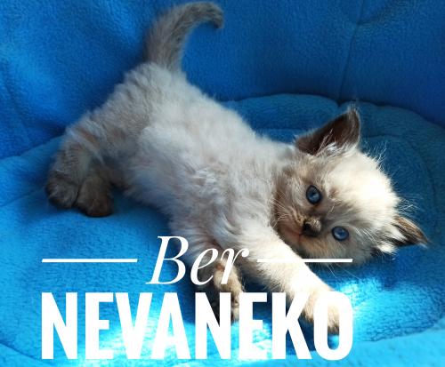 Ber Nevaneko ()