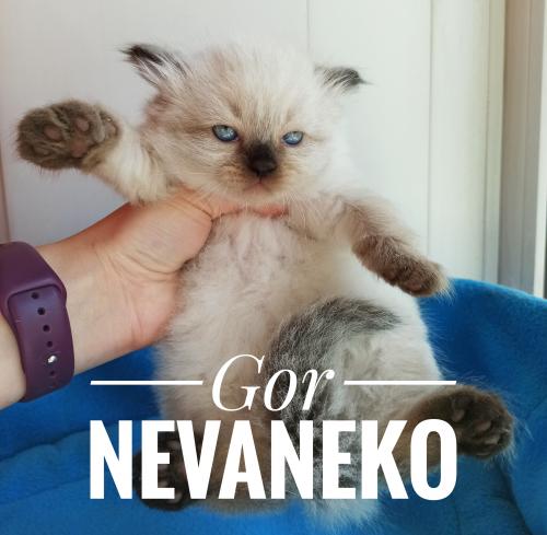 Gor Nevaneko ()