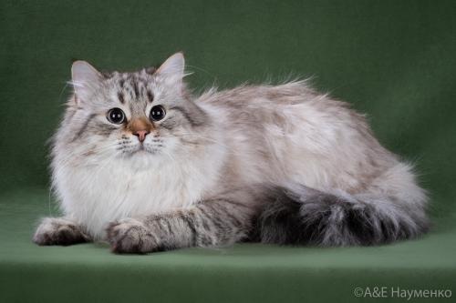 �������� Russian Diamond (����)