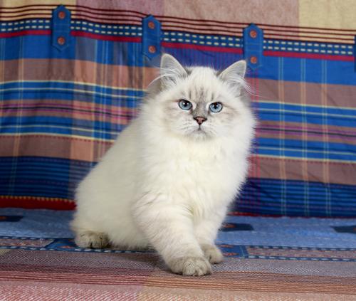 Briana Znatniy Zver (����)