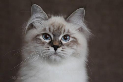 Oltimar Arctic Blizzard (����)