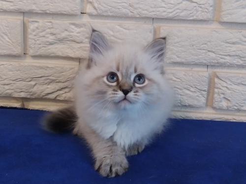 Beatrice Fairy Lynx (����)
