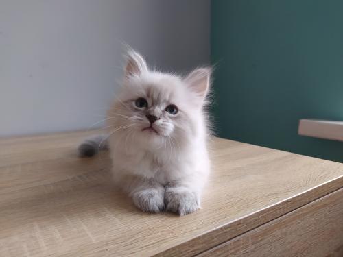 Benjamin Fairy Lynx (����)