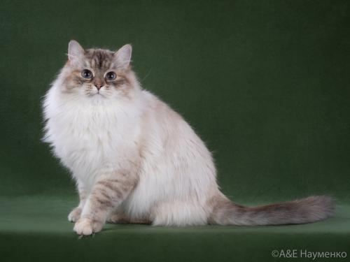 ������ Russian Diamond (����)