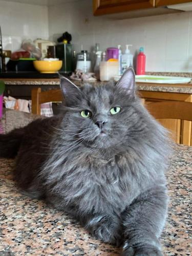 ������� Russian Diamond (����)