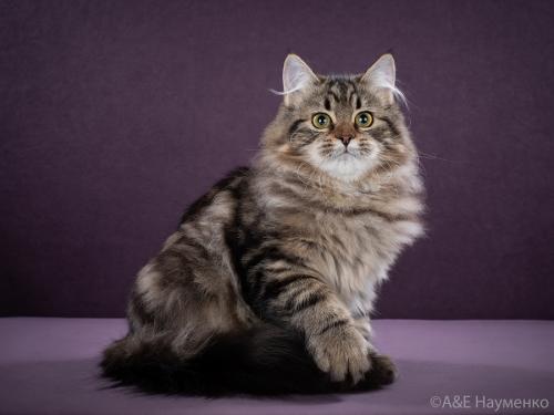 Chernomorochka Russian Diamond (����)