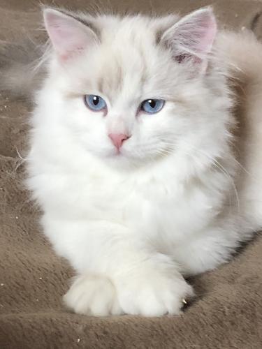 ������� Russian Diamond (����)