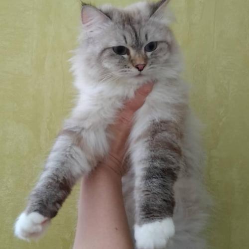 Shustrolap Aviva (����)