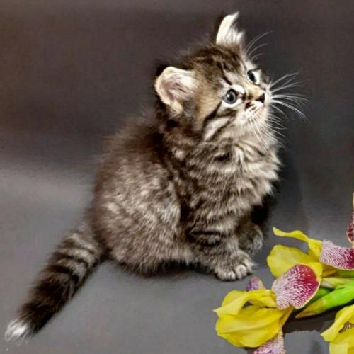 Deni Gratsioznyy Zver (����)
