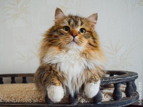 Quizzicat for Slavicat (����)