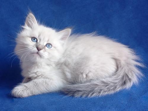 Fabian Fairy Lynx (����)