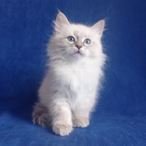 Franz Fairy Lynx (����)