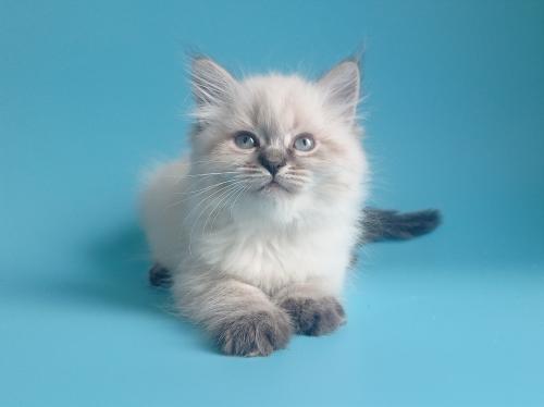 Genevieve Fairy Lynx (����)