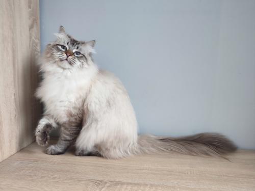Geoffrey Fairy Lynx (����)