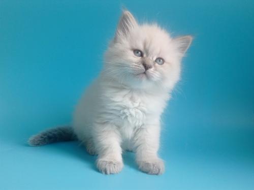 Geneva Fairy Lynx (����)