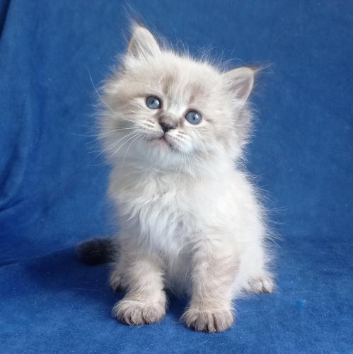 Hayat Fairy Lynx (����)