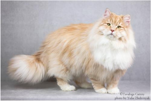 ARSeniy of Tavaloga (����)