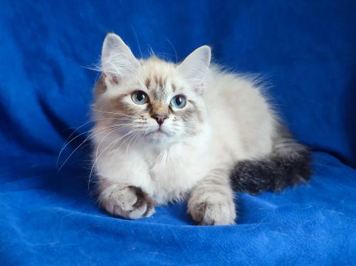 Leila Fairy Lynx (����)