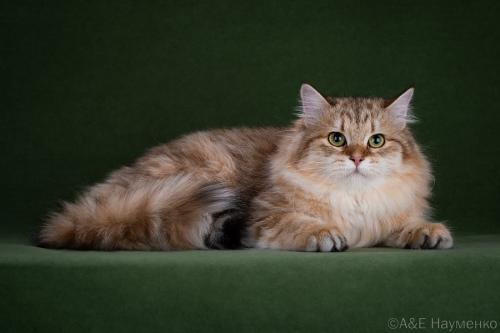 ����������� Russian Diamond (����)