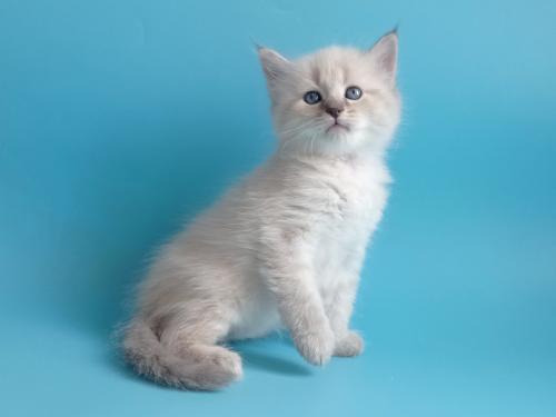 Jeremy Fairy Lynx (����)