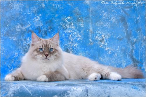 Kupidon White Buffalo (����)