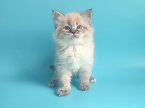 Lukash Fairy Lynx (����)