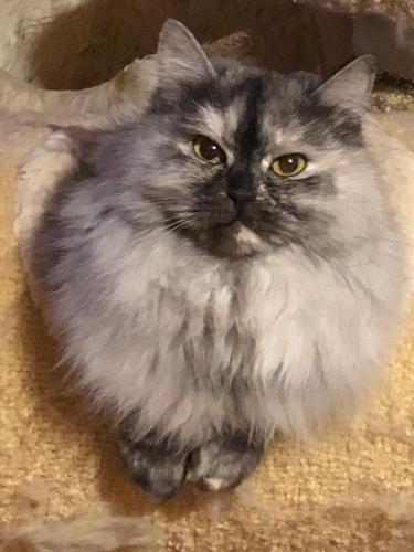 ��������� Russian Diamond (����)