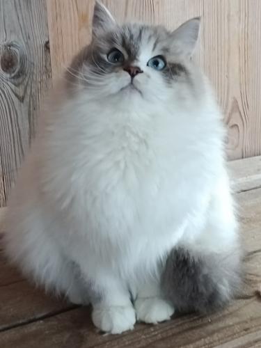 ������� Russian Diamond (����)