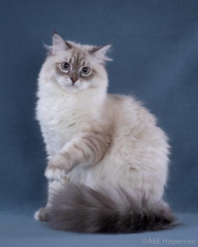 ������� Russian Diamond (����)