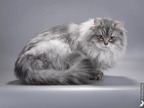 Cinderella Russian Diamond (����)