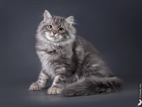 ������ Russian Diamond (����)