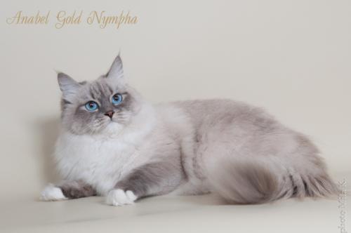 Anabel Gold Nympha ()