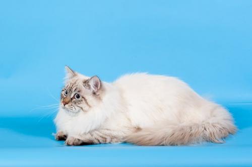 ���� ���� ������� ���� (����)