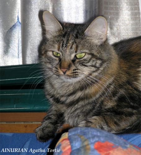AINURIAN Agatha Tortie (����)