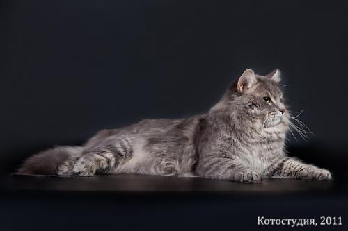 Pimen-Lurinat Fialka (����)