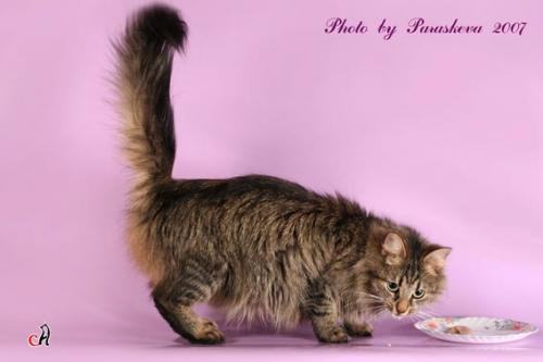 Katrina (����)