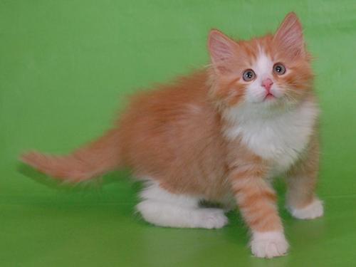���� ����� ��� (����)