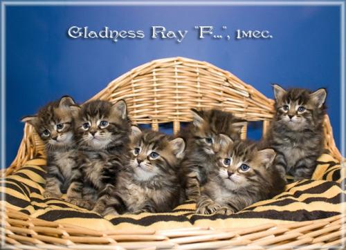 F   Gladness Ray (����)