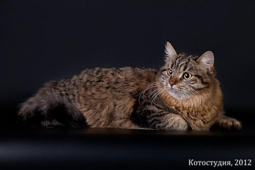 Orhideya Manchzhury (����)