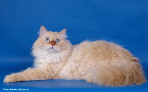 TamerlanSibirskaya Rapsodiya (����)