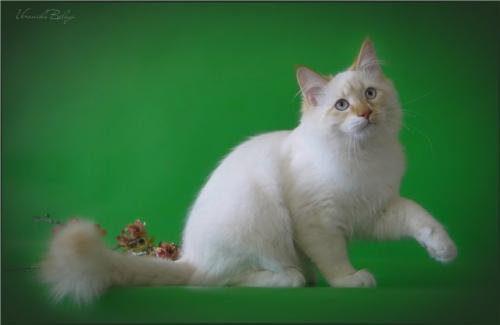 Porfiriy Polnochnaya Magiya (����)