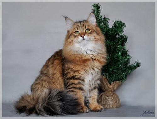 Camilla Slavicat (����)