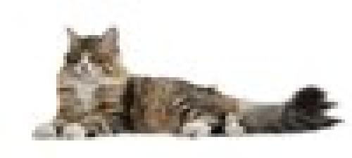 ������ �������� (����)