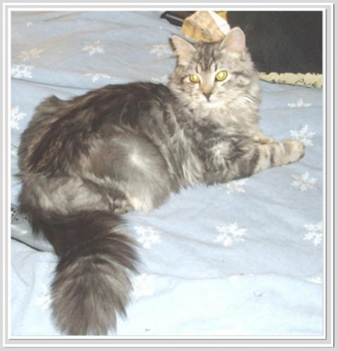 Cica ��������� ����������� (����)