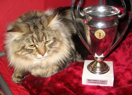 Bruno Sharm Sibiri (����)
